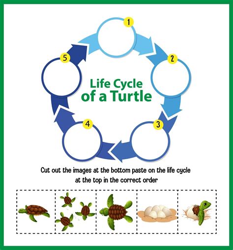 Life Cycle Diagrams Images