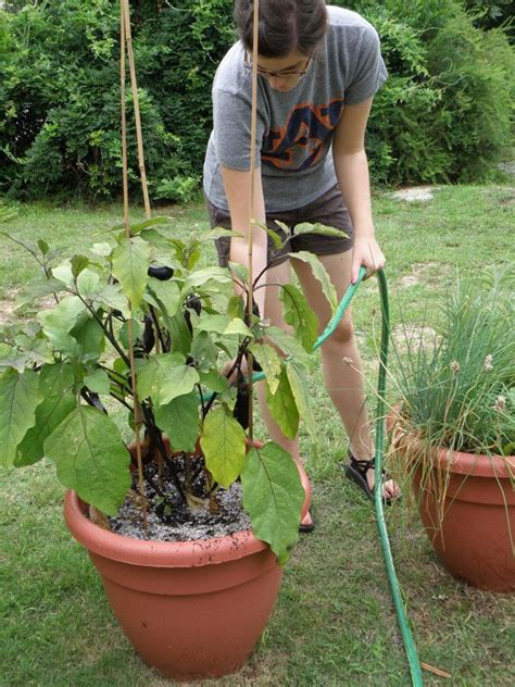9 Mistakes New Gardeners Make—and How To Avoid Them Bonnie Plants