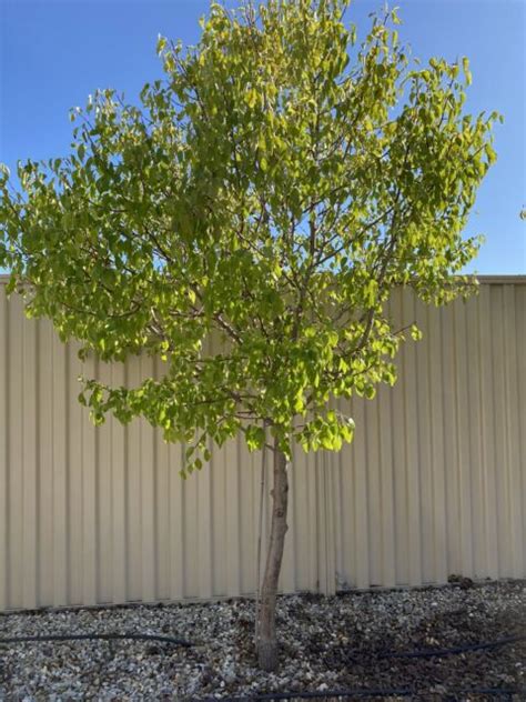 Ornamental pear trees (Pyrus Calleryana) mature trees for sale | Plants ...