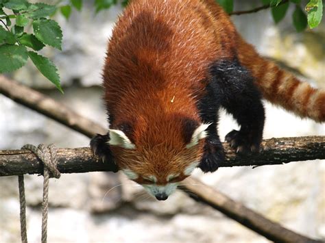 Berlin Tierpark Red Panda Nigel Swales Flickr