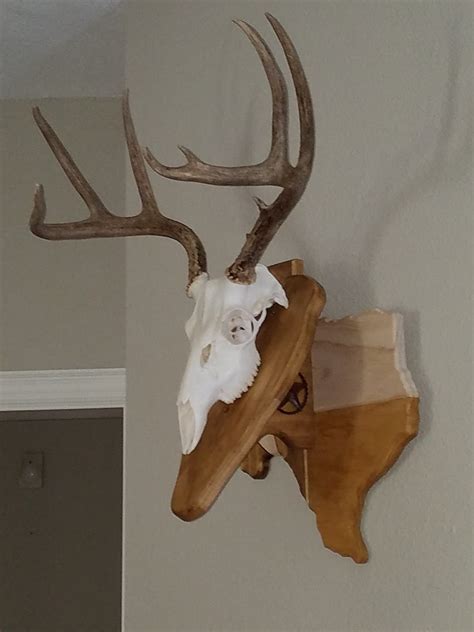 Texas Whitetail Deer European Mount Plaque Etsy