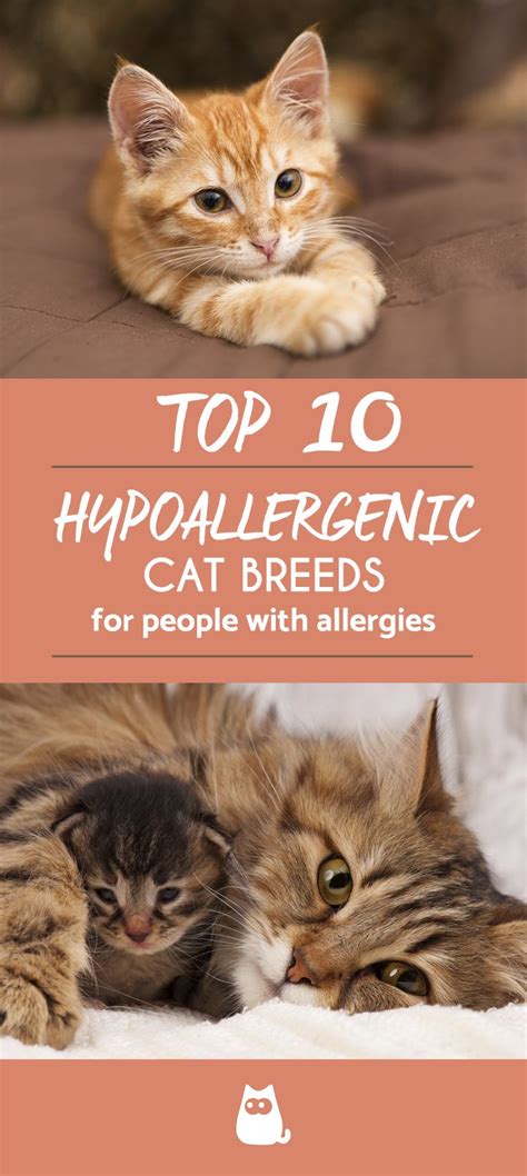 Hypoallergenic Cat Breeds For Adoption Pets And Animal Educations