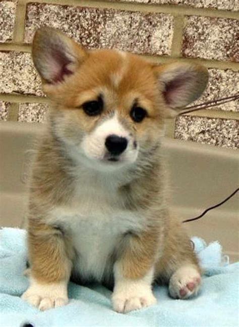 Maybe you would like to learn more about one of these? Corgi Puppies In Illinois | PETSIDI