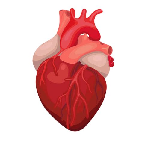 Human Heart Png Posted By Michelle Thompson