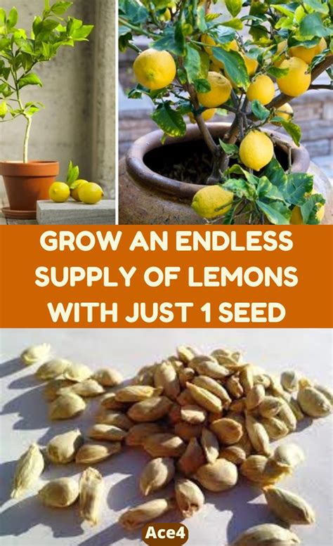 Grow An Endless Supply Of Lemons Using Just 1 Seed With This Neat