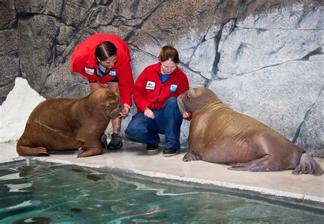 Baby Walruses Become Friends At Seaworld Wpec