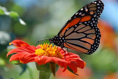 A Monarch Butterfly Gathers Nectar Monarchs Fly Three To Five Hours