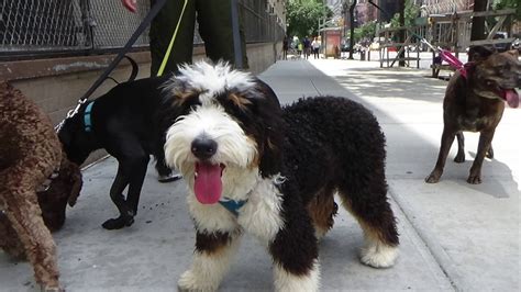 Favorite this post feb 1. Dog Walking NYC Upper West Side 2 Hour Group Walks The K-9 ...