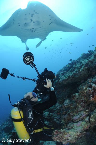 I Always Forget About Manta Rays But They Are Mesmerizing To Watch Fly