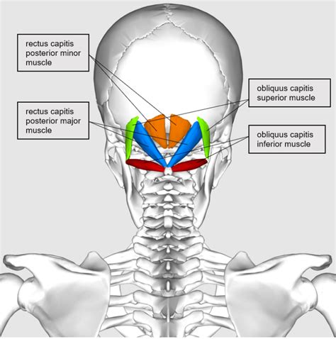 The Suboccipital Muscles Blood Supply Innervation Geeky Medics