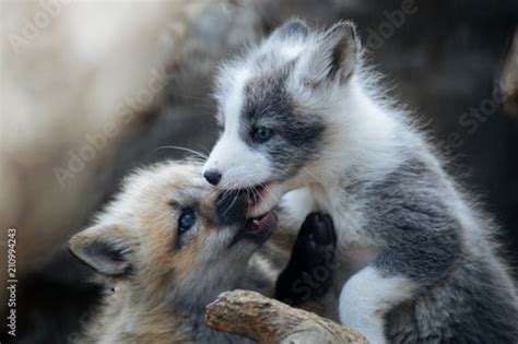 Cute Gray And Ginger Fox Cubs Playing Buy This Stock Photo And