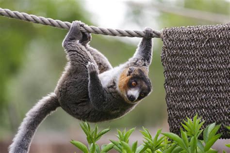 Welcome Haja And Olanna Rare Blue Eyed Black Lemurs Bristol Zoo Project