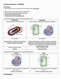 Cell Review Worksheet - ANSWERS Cell Theory