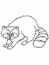 Raccoon Coloring Printable Sheet Realistic Animals Animal Sheets Cartoon Coloringme Library Clipart Printablee sketch template