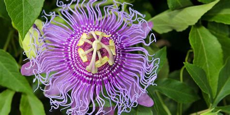 Unusual Flowers 15 Crazy Looking Flowers From Around The World Weird