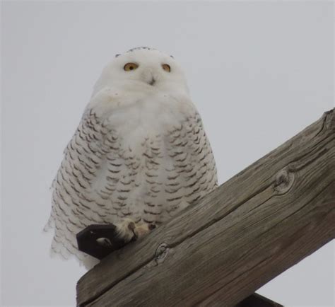 Rare Sight Snowy Owls Spotted In Northeast Ohio Fox 8 Cleveland Wjw