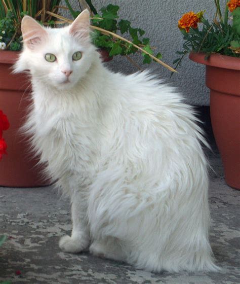 Turkish Angora Cats Information Facts And Pictures All Wildlife Photographs