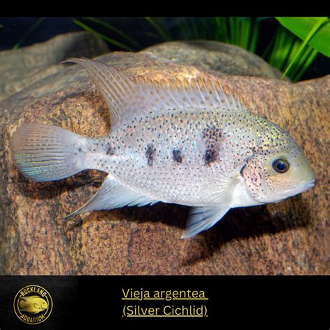 Vieja Argentea Silver Cichlid Live Fish