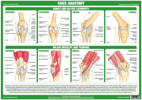 Knee Joint Anatomy Joint Knee Joint Anatomy Joint Anatomy Knee Anatomy