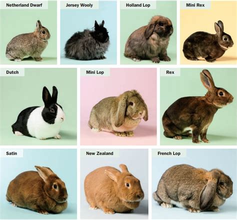 TOP Rabbit Breeds For Pets Complete Guide With Pictures Rabbit Breeds Pet Rabbit Pet