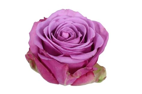 Buy Rose Cool Water 60cm Per Stem Lilac Flower Delivery Lilac