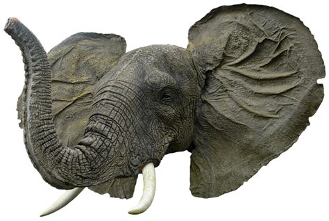 Elephant head png HQ by gd08 on DeviantArt png image