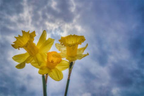 Daffodil Skies Daffodils Sky Plants