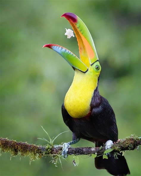 Amazing To Watch This Keel Billed Toucan Toss Its Food In The Air