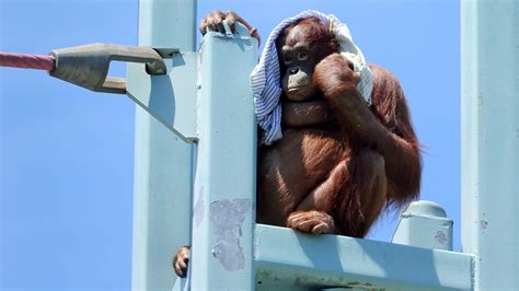 Teaching An Orangutan To Breast Pump The New Yorker