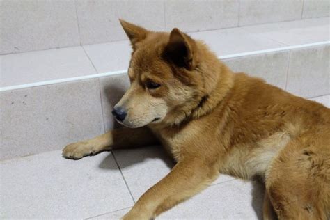 Hokkaido Dog Breed Info Pictures Characteristics And Facts
