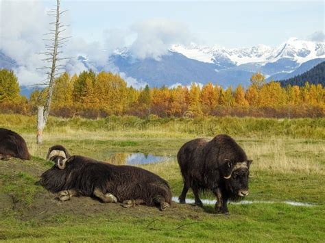 Bisons In The Alaska Wildlife Conservation Center Awcc Stock Image