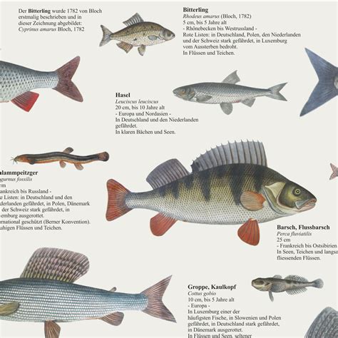 Sachposter Poster Europäische Süsswasserfische