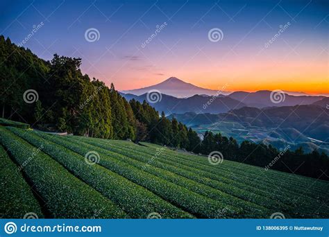 Mt Fuji With Green Tea Field At Sunrise In Shizuoka Japan Stock Image