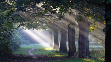 1920x1080 Path Nature Morning Sun Light Forest Coolwallpapersme