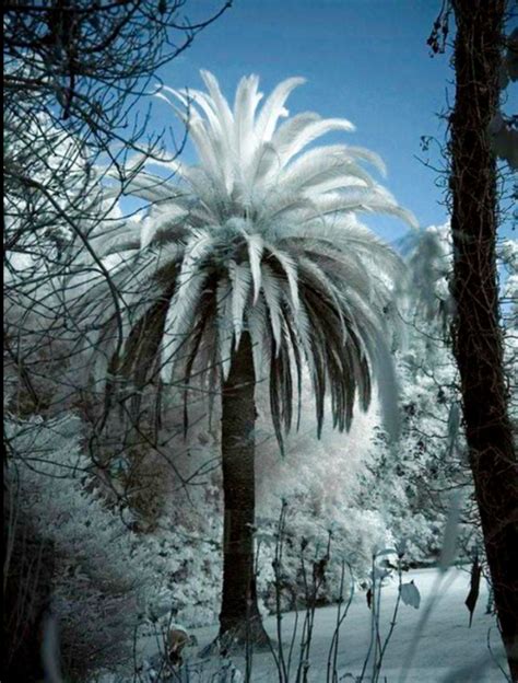 Taking Care Of Cold Hardy Palm Trees