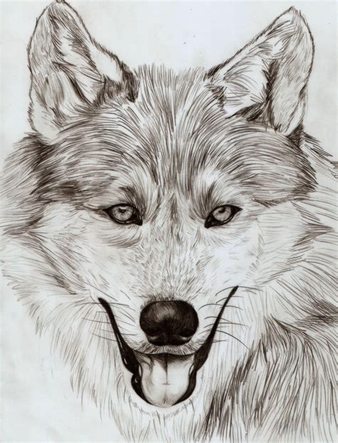 5 Pencildrawing Pencil Drawing Wolf Animal Drawings Sketches Art