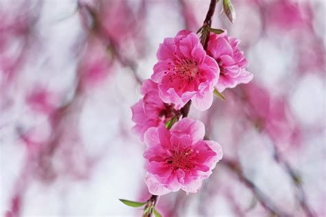 Pink Cherry Blossom Flowers Flowers