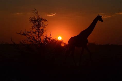 Giraffe Sunset Safari Giraffe African Safari