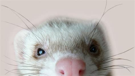 Free Download 26 Ferret Hd Wallpapers Backgrounds 1920x1080 For Your