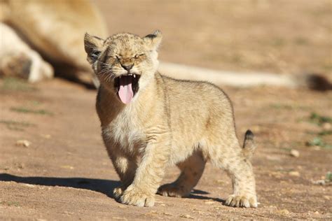 Watch This Tiny Lion Cub Attempt The Cutest Of Roars Time