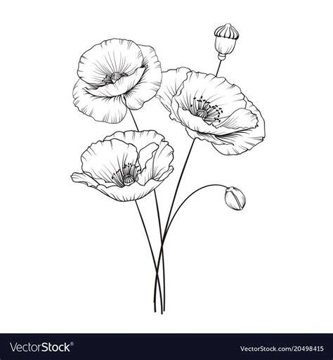 Untitled Poppy Drawing Poppies Tattoo Poppy Flower Drawing