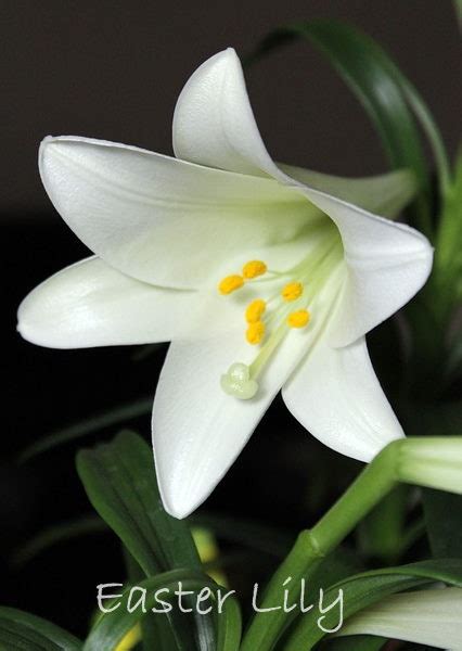 White Easter Lily Care How To Grow Lilium Lonlorum Houseplant