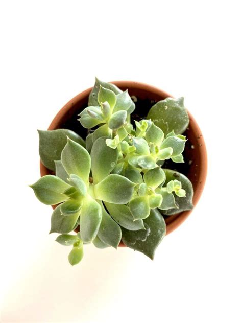 Propagating Succulents Leaves And Stems In 5 Simple Steps My Tasteful Space Propagating