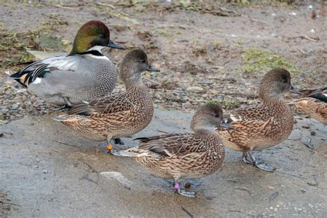 Falcated Ducks Show Off Their Plumage Wwt