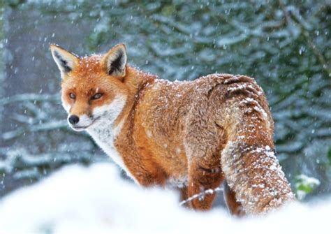 Winter Wildlife To Spot In Surrey Christmas In Surrey