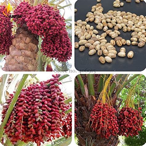 Expert Choice For Medjool Dates Palm Tree For Sale Sideror Reviews