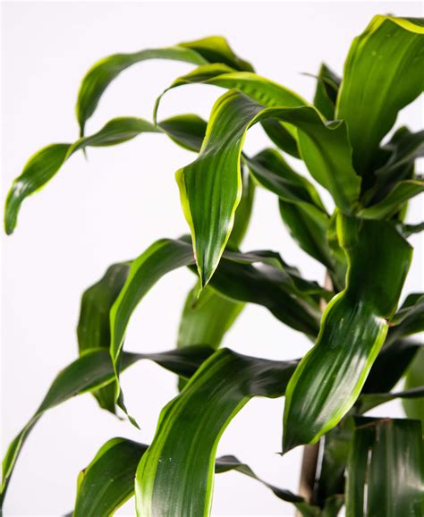 Shake off the old soil that's tucked tight in between the roots and place the plant in the middle of the new container. Buy Potted Dracaena Dorado Indoor Plant | Bloomscape