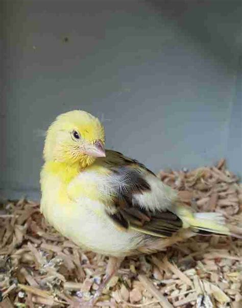 Uk Fife Fancy Canary Breeders And Exhibitors
