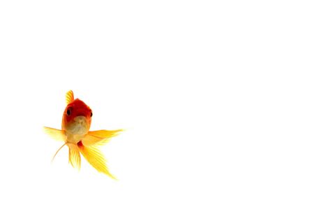 خلفيات سمكة ذهبية احلى صور للسمكة الذهبية 2021 Goldfish Wallpapers