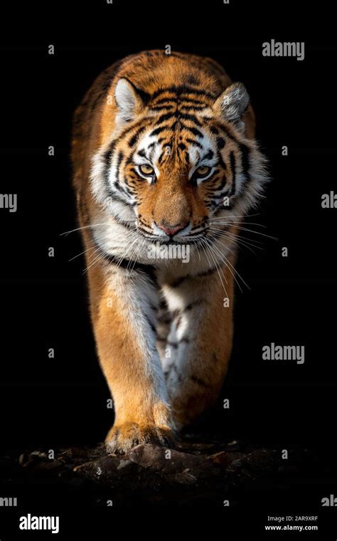 Close Up Beautiful Angry Big Tiger Isolated On Black Background Stock